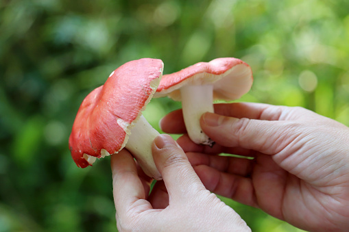 Russula mushrooms with red cap and white leg in female hands