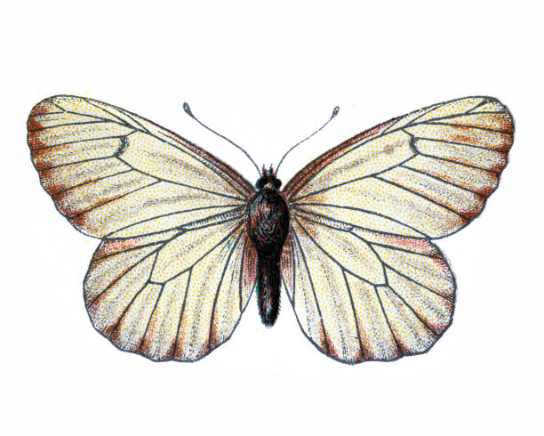 검은 정맥 흰색, 아포리아 크라테기, 나비, 곤충, 야생 동물 예술 - black veined white butterfly stock illustrations