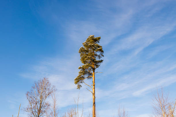 istock Beautiful view of over winter pine tree tops on blue sky background with white clouds. Gorgeous nature background. Sweden. 1335730518