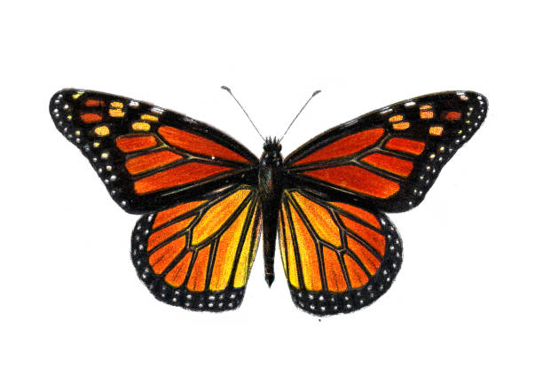 Vintage illustration Monarch butterfly, Danaus plexippus, Insects, Wildlife art. Other common names, depending on region, include milkweed, common tiger, wanderer, and black veined brown