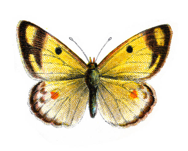 Pale clouded yellow, Colias hyale, Butterfly, Insects, Wildlife art Vintage illustration Pale clouded yellow, Colias hyale, Butterfly, Insects, Wildlife art butterfly colias hyale stock illustrations