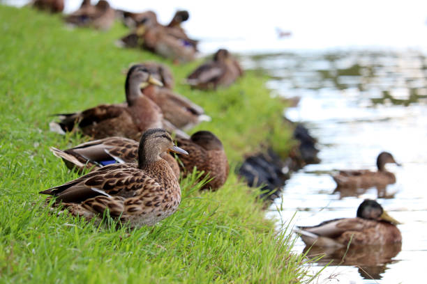 istock Mallard ducks on a green grass near the water 1335730610