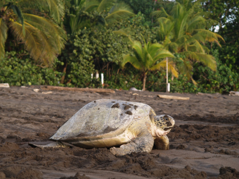 Sea turtle diggin in the sand to put her eggs on August 2010, in Tortuguero National Park, Costa Rica