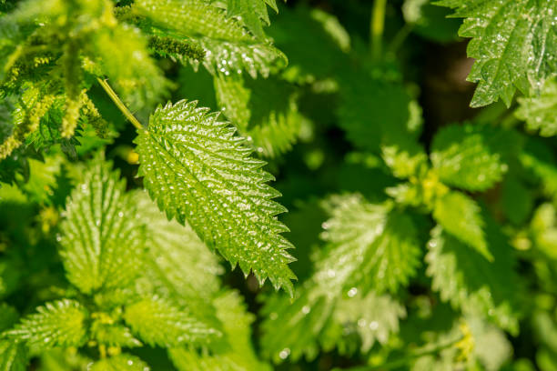 Fresh stinging nettle leaf on a background of green nettle in full vegetation healthy food