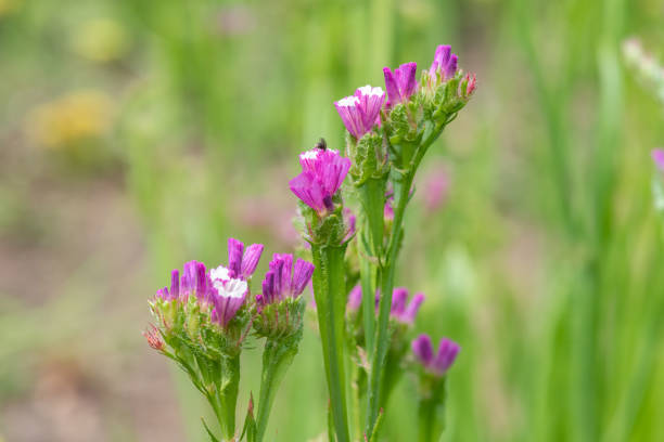istock Wavyleaf sea lavender (limonium sinuatum) flowers 1335732979
