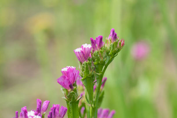 istock Wavyleaf sea lavender (limonium sinuatum) flowers 1335734053