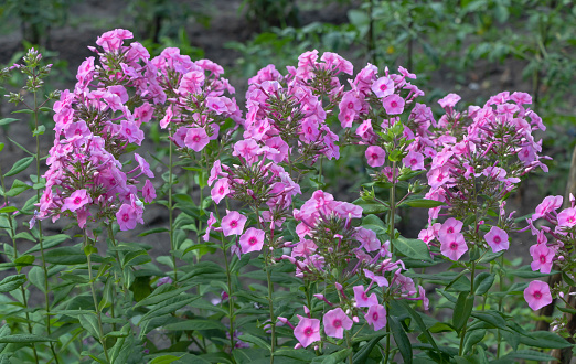 A lot of Phlox- flox flowers which blooming in beautiful pink color in the summer time.