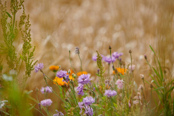 Agricultural field with stripe of flowers. Environmental conservation. To compensate for monoculture the farmer grows plants for the wildlife and especially for the bees.