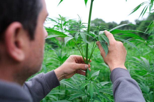 istock unrecognizable man's hands touch cannabis plant 1335758747