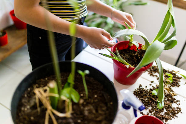istock Gardening at Home for Stress Relief 1335759418