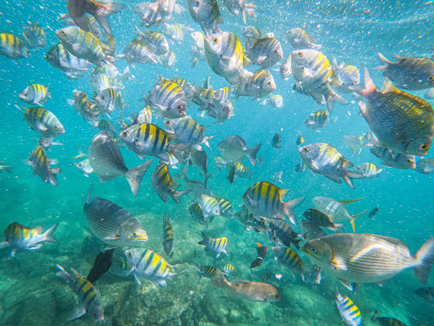 Cabo Corrientes beaches, on one side of Puerto Vallarta is Majahuitas Beach, a crystal clear beach where you can find fish of various types and you can practice snorkeling or diving without equipment