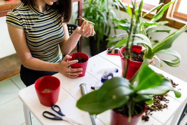 istock Gardening is more than hobby 1335760699