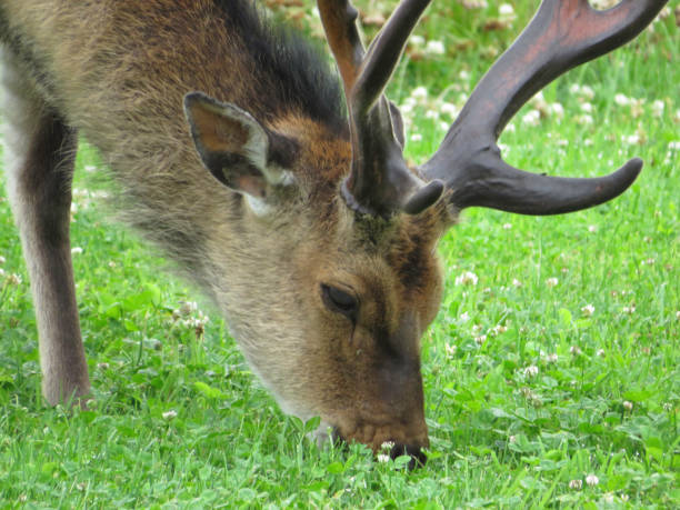 istock Close Up Head Shot of Male Fallow Deer Eating Grass 1335760821