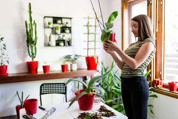 istock Young gardener with green plants 1335760901