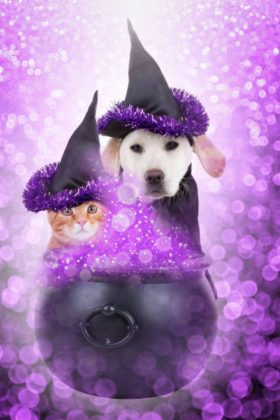 Magic dog cat Halloween witch costume pet potion Halloween pet witch dog and cat dressed up in costume and conjuring magic potion. Bad puppy and kitten casting magical spell in witches brew. Enchanted fantasy animals. black cat costume stock pictures, royalty-free photos & images