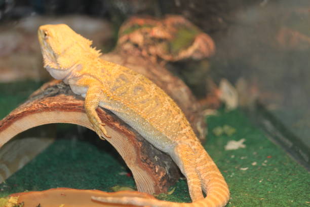 istock Pogana Bearded Dragon Reptile Lizard Iguana 1335765024