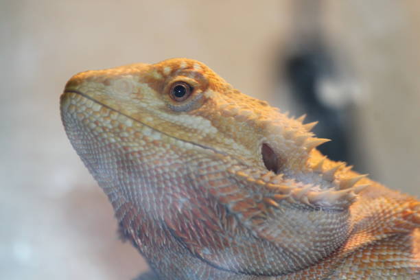 istock Pogana Bearded Dragon Reptile Lizard Iguana 1335765041