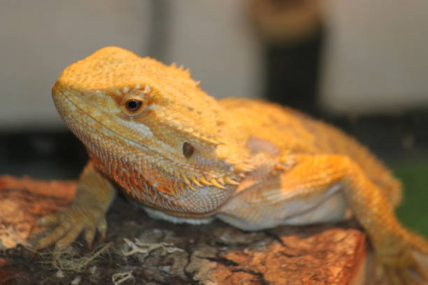 istock Pogana Bearded Dragon Reptile Lizard Iguana 1335765057