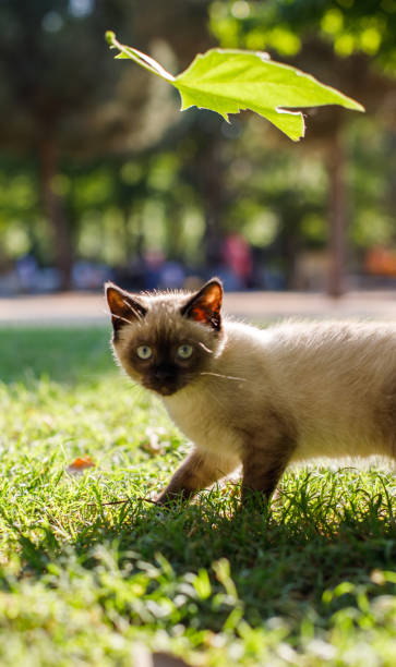 istock A little siamese or himalayan cat 1335766858