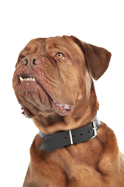 istock Mastiff of Bordeaux 133576741