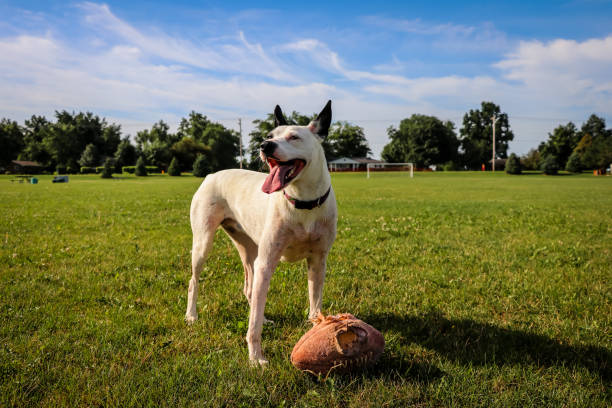 Puppy gives her football a break on a pleasant mid August day in downstate Illinois.