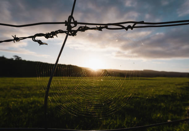 istock Spiderweb close up between wires at sunset in rural area 1335771288