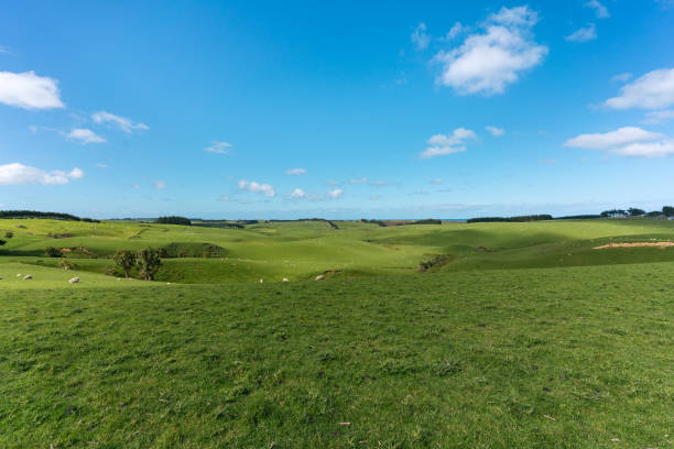 istock Green hills and beautiful blue sky with sheep all around 1335771295