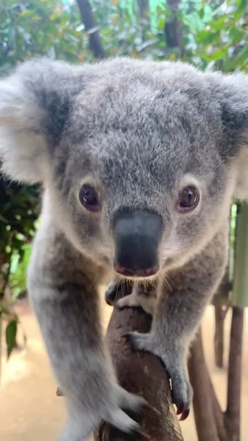 Cute young joey koala walking towards the camera while trying to balance on the branch. Gives a wink at the end. Gold Coast Queensland Australia