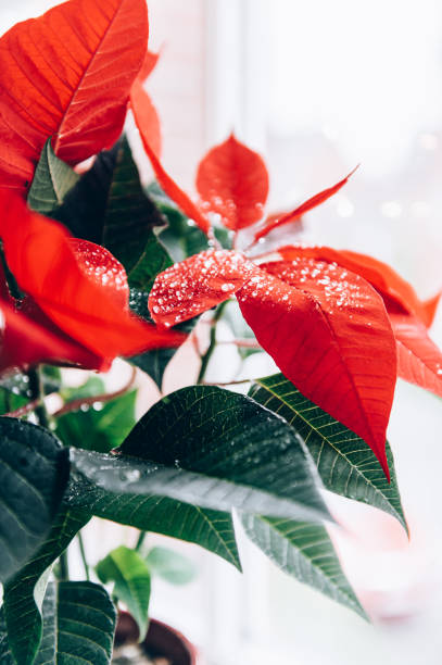 istock Christmas Poinsettia in ceramic pot 1335774503