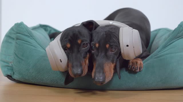 Two cute dachshund dogs are chilling, lying in pet bed with headphones on their heads, listening to music together. Pets on noise cancelling headphones because of fear of loud sounds or fireworks