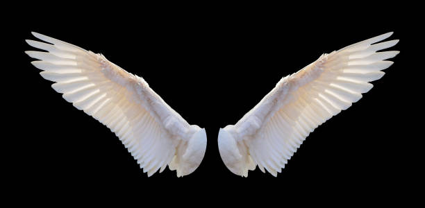 istock Shining golden white adult wing 1335776383
