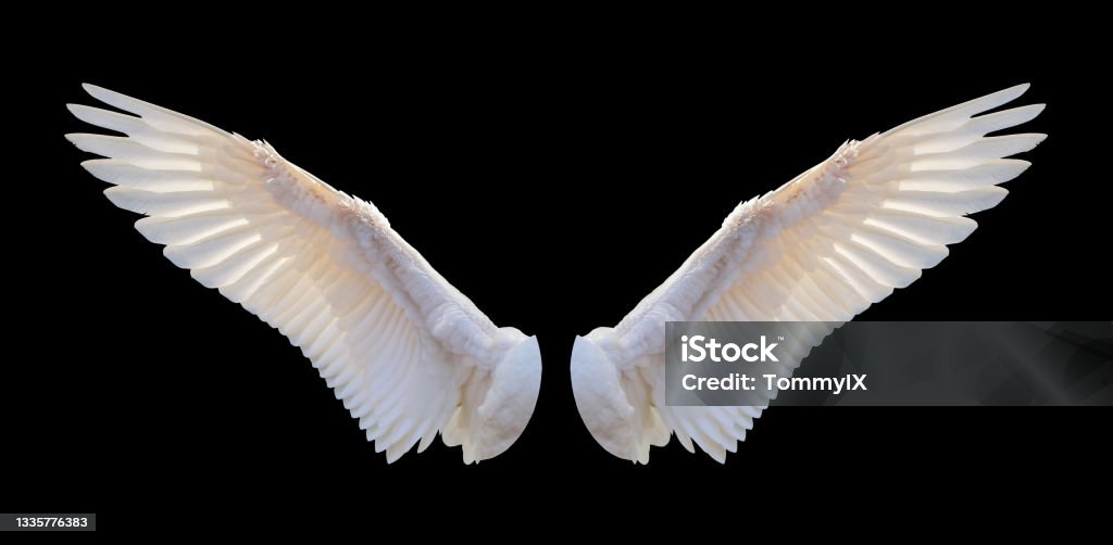 Shining golden white adult wing Shining golden white adult wing isolated on black background Angel Stock Photo