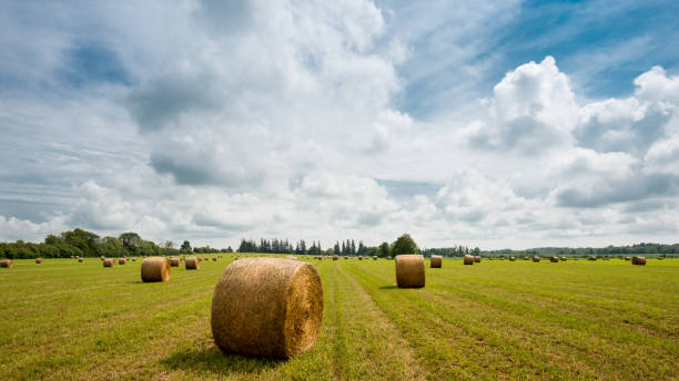 Farmland in Canada: 16x9 format Hay bales under bright sun and cloudy sky Farm land in Canada hay field stock pictures, royalty-free photos & images
