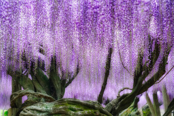 hermosas flores de glicina en plena floración en kawachi wisteria garden. - wisteria fotografías e imágenes de stock