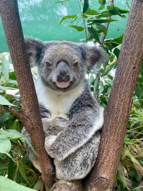 istock Tired koala sitting in between branches of a tree. Arms folded and legs tucked underneath. Looking at the camera being very relaxed. Gold Coast Queensland Australia 1335783298