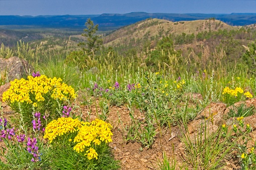 Yellow and purple flowers grow on top of a 9,200 foot mountain in New Mexico.
