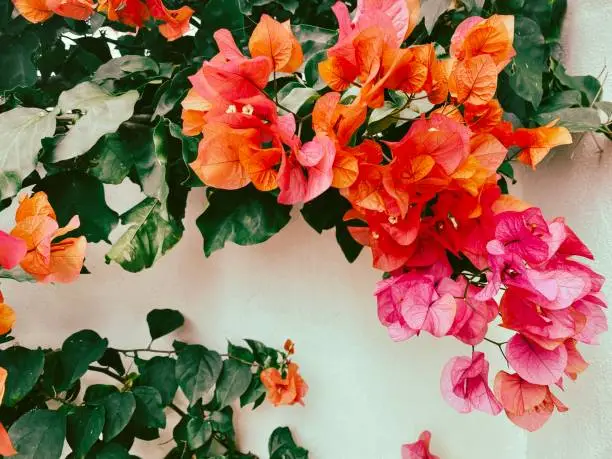 Horizontal closeup photo of a vibrant orange and pink flowering Bougainvillea plant growing against a white painted textured cement wall in a courtyard garden in Winter