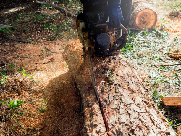 istock Chainsaw in movement cutting wood. 1335789739