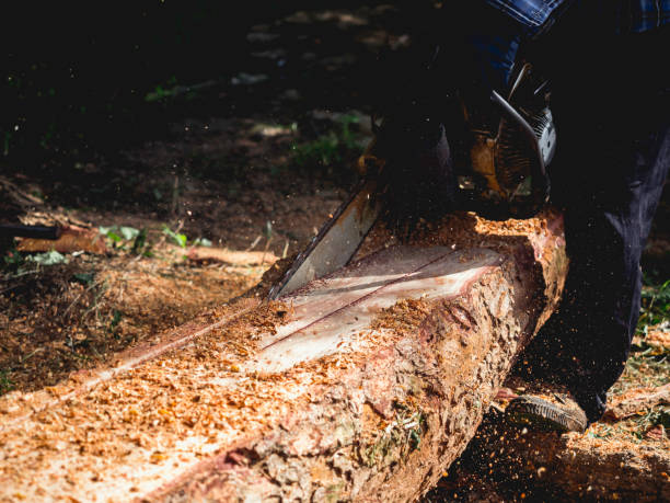 istock Chainsaw in movement cutting wood. 1335789745
