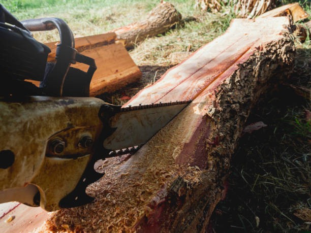 istock Chainsaw in movement cutting wood. 1335789746
