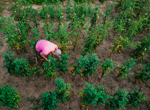 Drone shot depicting a top down aerial view of one man working outdoors in a vegetable garden. He is wearing a pink t shirt, providing a nice contrast with the lush green foliage. The man is checking a variety of crops, including corn and tomato plants. There are many different vegetable patches, creating abstract patterns and lines from above.