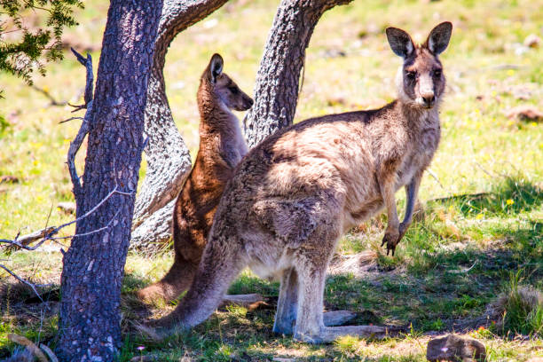 タスマニア島オーストラリアの素敵な動物 - koala sign australian culture animal ストックフォトと画像