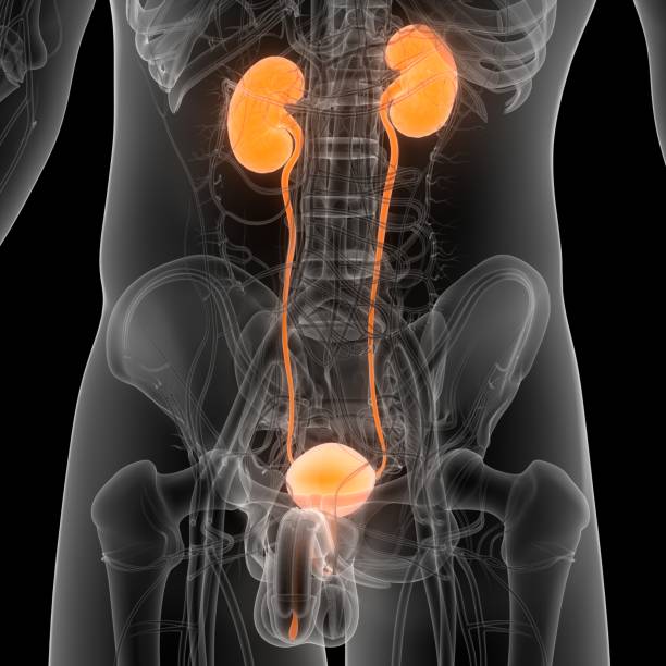 istock Human Urinary System Kidneys with Bladder Anatomy 1335794922