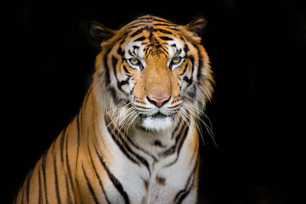 istock Bengal Tiger head looking direct to camera 1335797146