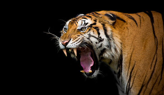 Tiger walking on the green lawn