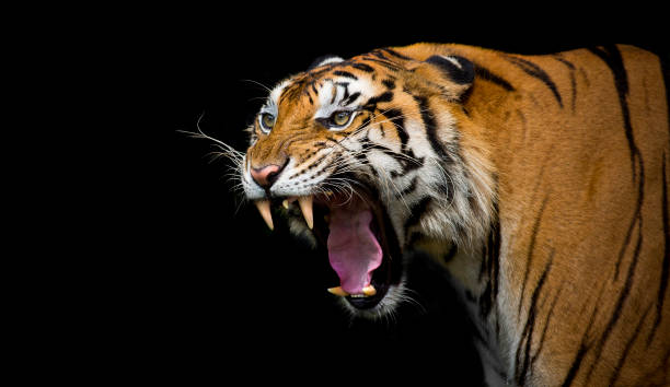 sumatran tiger roaring - 虎 個照片及圖片檔