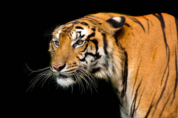 istock Bengal Tiger head looking direct to camera 1335797149