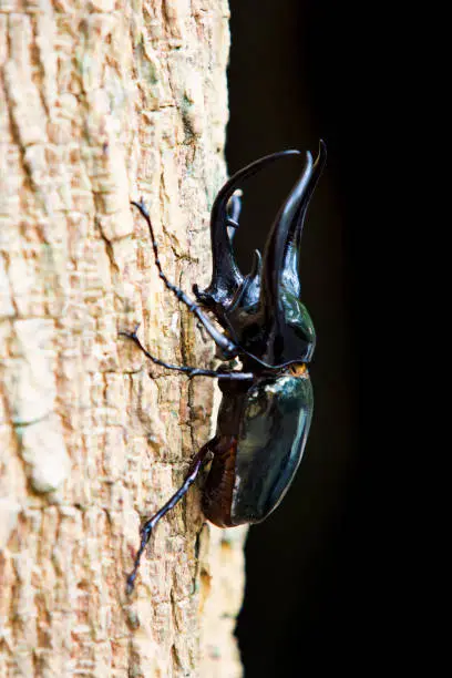 Photo of Dynastes hercules, Dynastinae is on dry logs with black background.