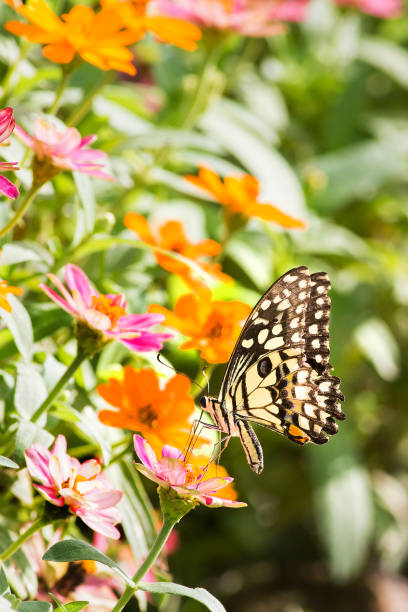 istock Butterfly in flower garden 1335797228