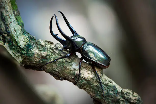 Photo of Dynastes hercules, Dynastinae is on dry logs with black background.